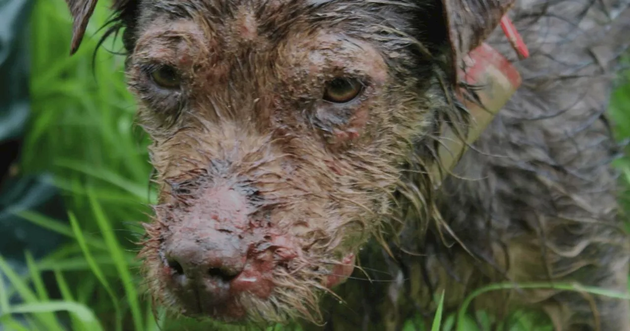 An injured dog abandoned by hunters in a badger set rescued by USPCA