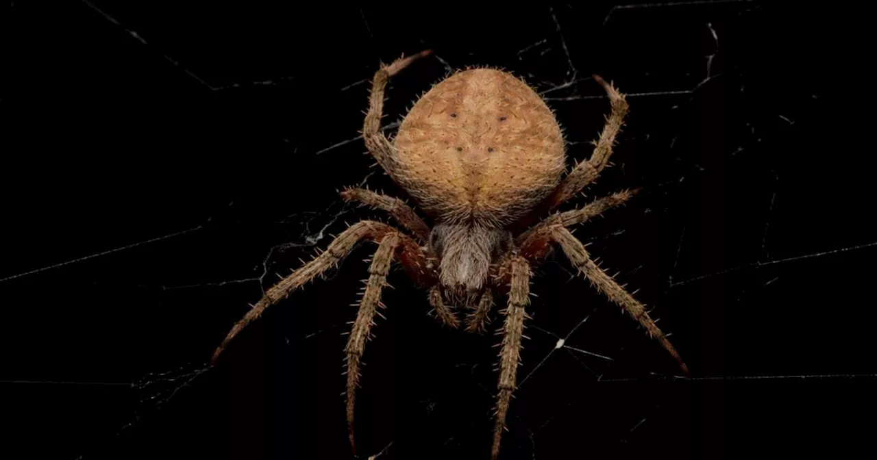 Large venomous spider weaves intricate webs on Ontario porches this time of year