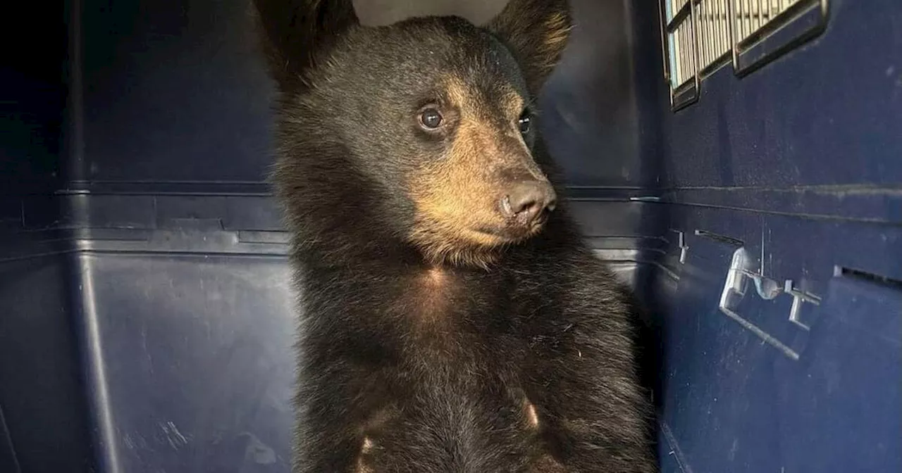 People confused after Ontario bear cub driven around for 10 hours and fed Taco Bell