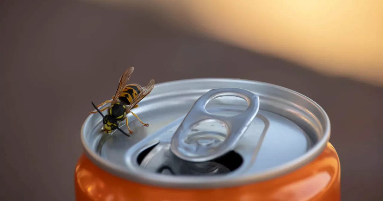 Toronto under attack as wasps undergo their annual feeding frenzy