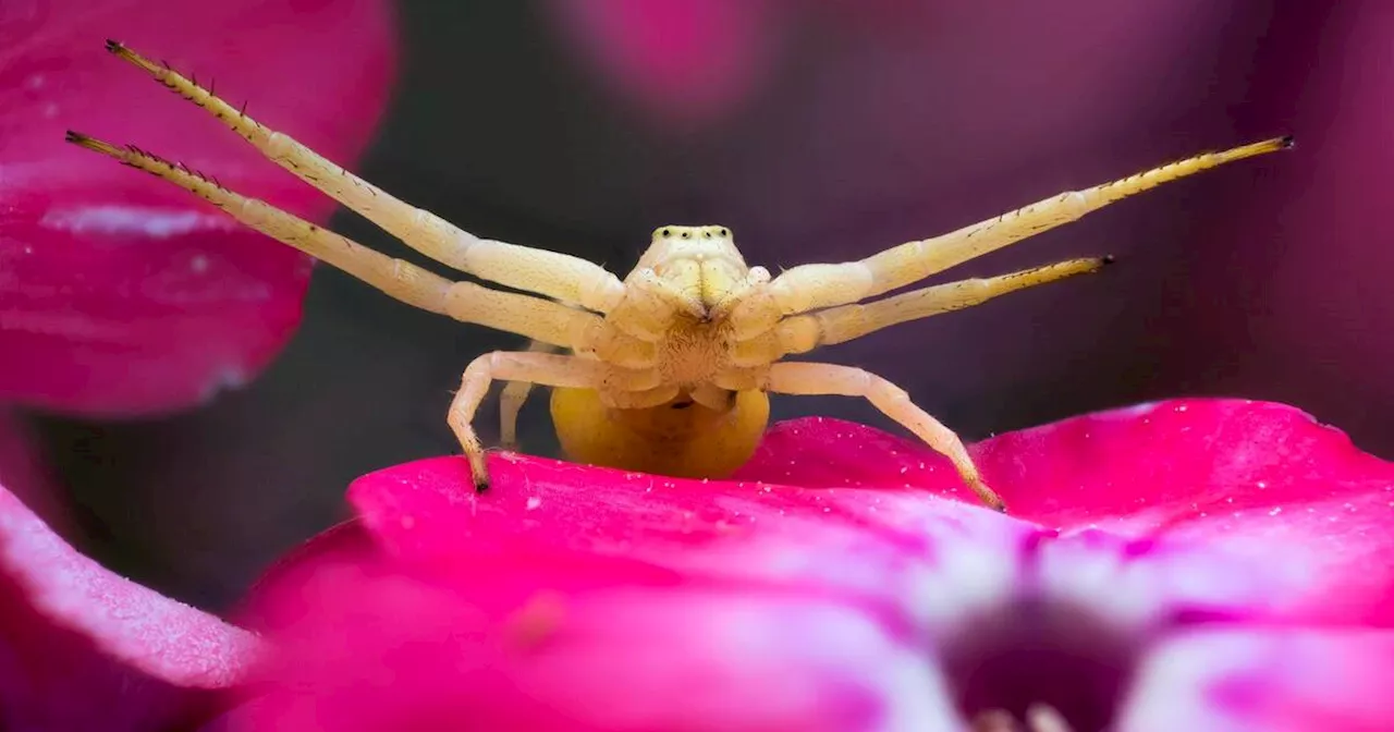 Venomous Ontario spider looks like a crab and changes colour like a chameleon