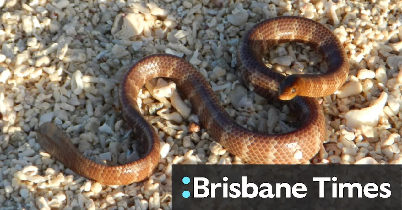 New species declared endangered on doorstep of Woodside mega-project