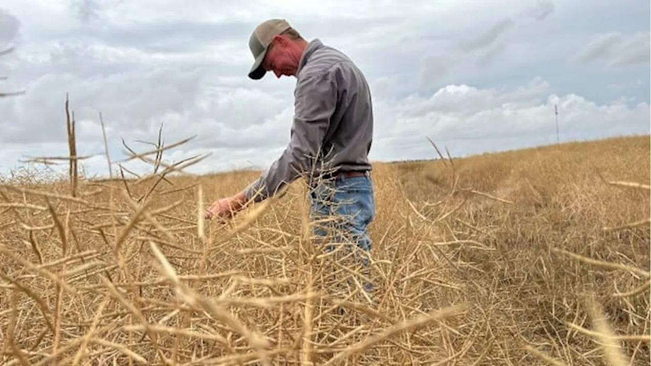 Sask. farmers react to 'devastating news' of China targeting Canadian canola with trade investigation