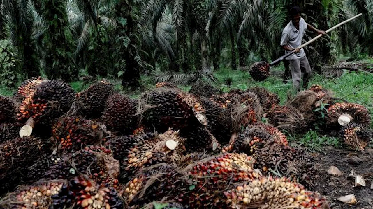 Bos Sawit Beri Kabar Buruk, Marak Penjarahan Kebun di Kalteng