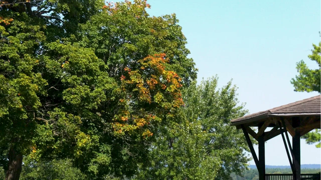 Trees in eastern Ontario are changing colour already: Here's why and what it means for fall