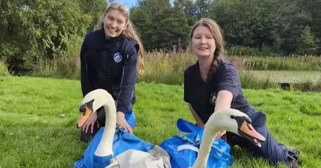 Swans moved from Scots park after 'appalling attacks' left one cygnet dead