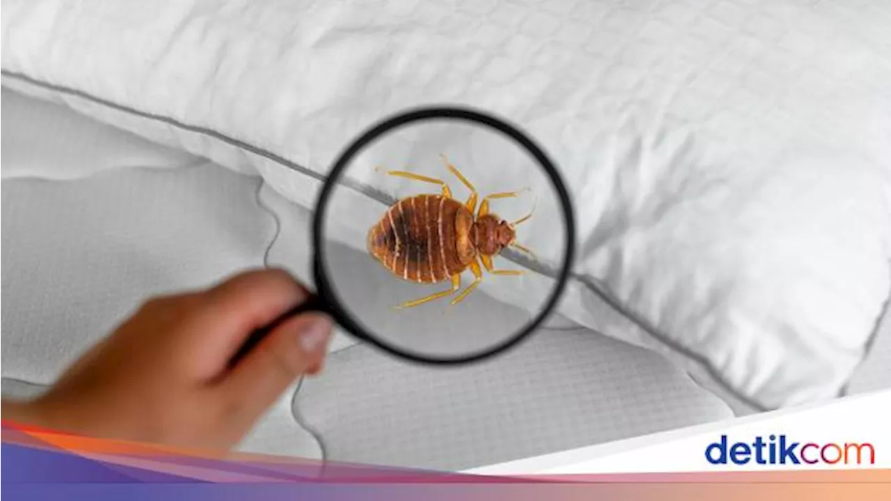 5 Cara Ampuh Cegah Kutu Busuk Bersarang di Kasur atau Sofa di Rumah