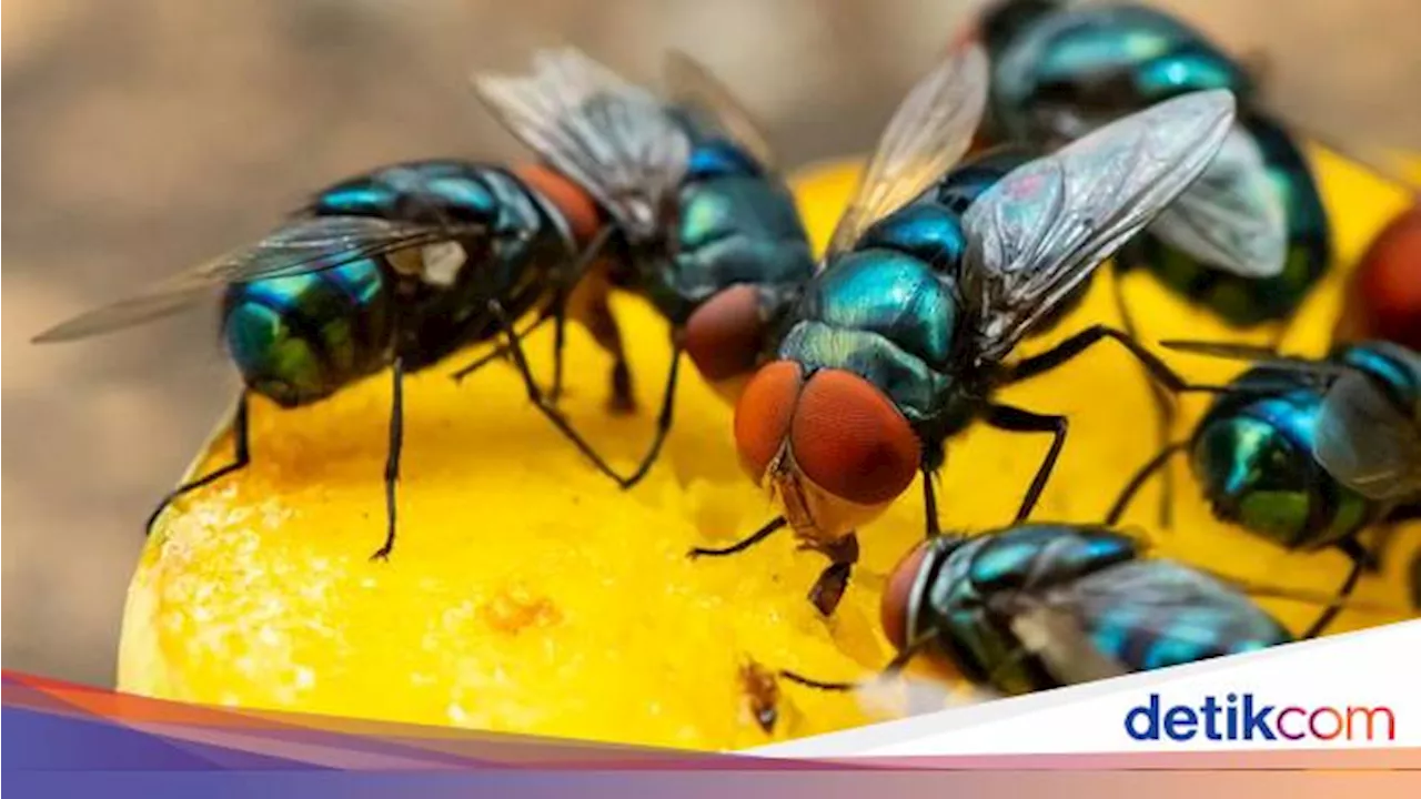 8 Cara Mudah Basmi Lalat dari Rumah!