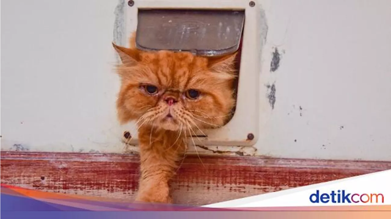 Benarkah Kucing Membenci Pintu Tertutup? Ternyata karena Ini