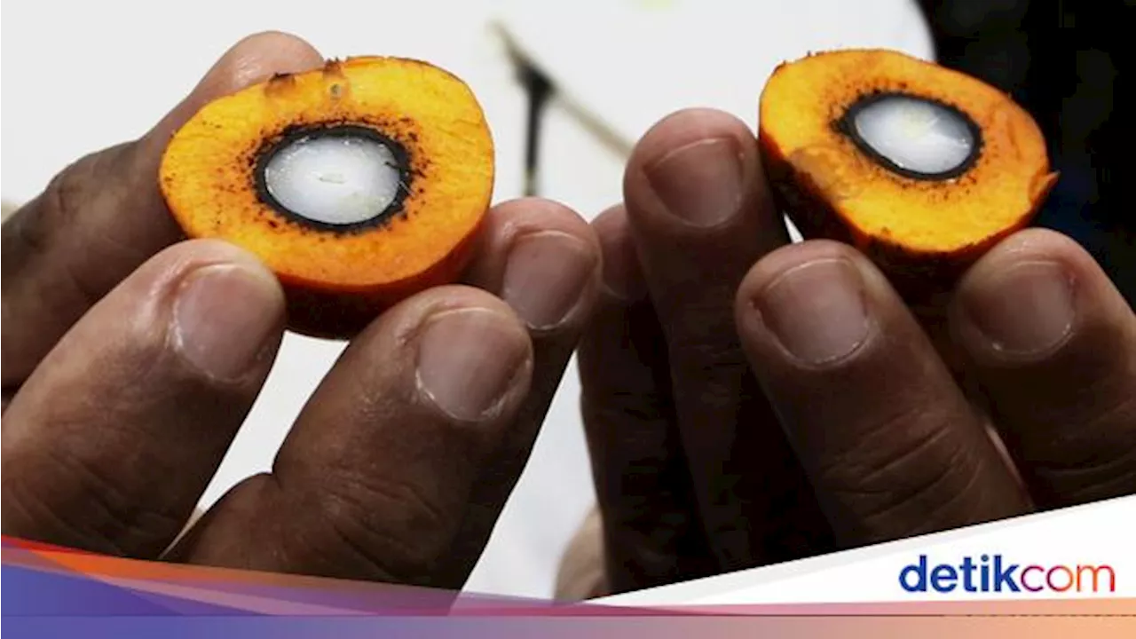 Bahlil Mau Genjot BBM Sawit B60, Pengusaha Wanti-wanti Ini