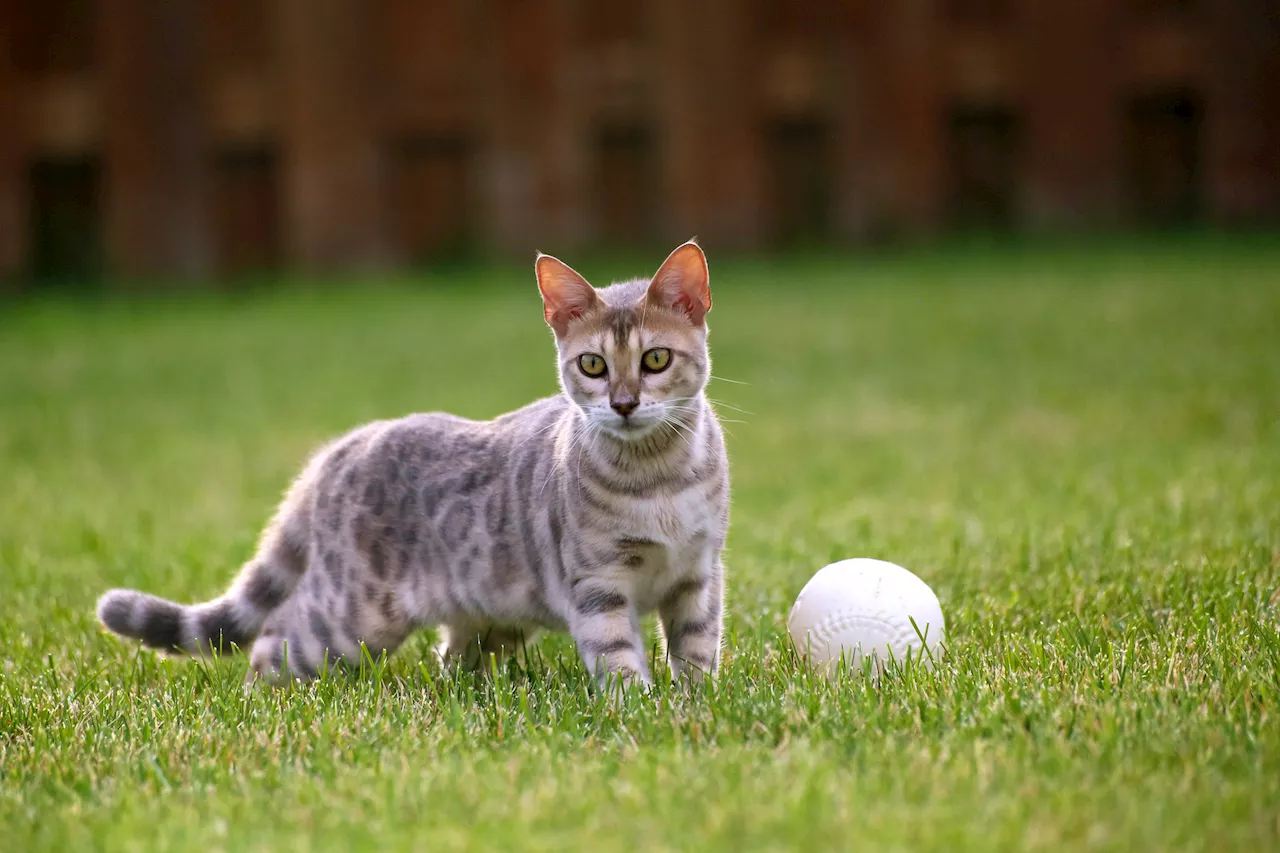 Cats and Dogs Both Like to Play Fetch − It’s Rooted in Their Hunting Instincts