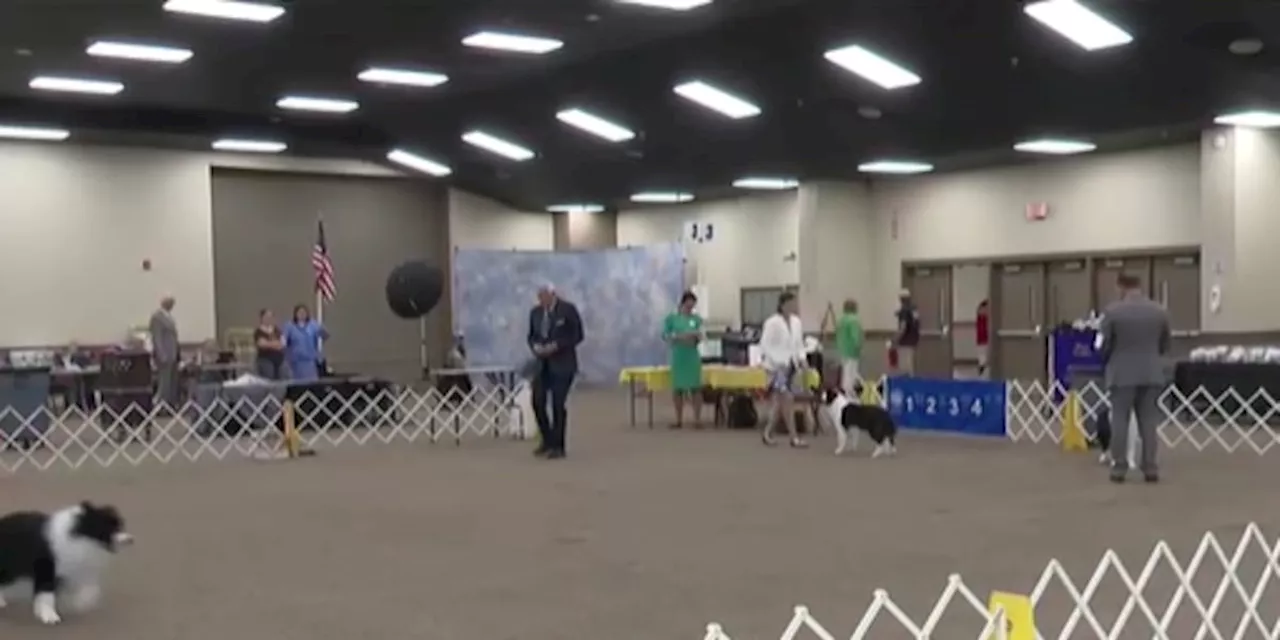 The annual Gulf Coast Classic dog show is underway