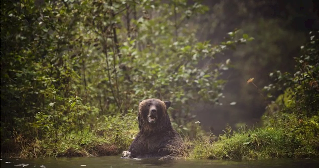 Recent grizzly bear attack in Alberta linked to fatal incident 3 years ago