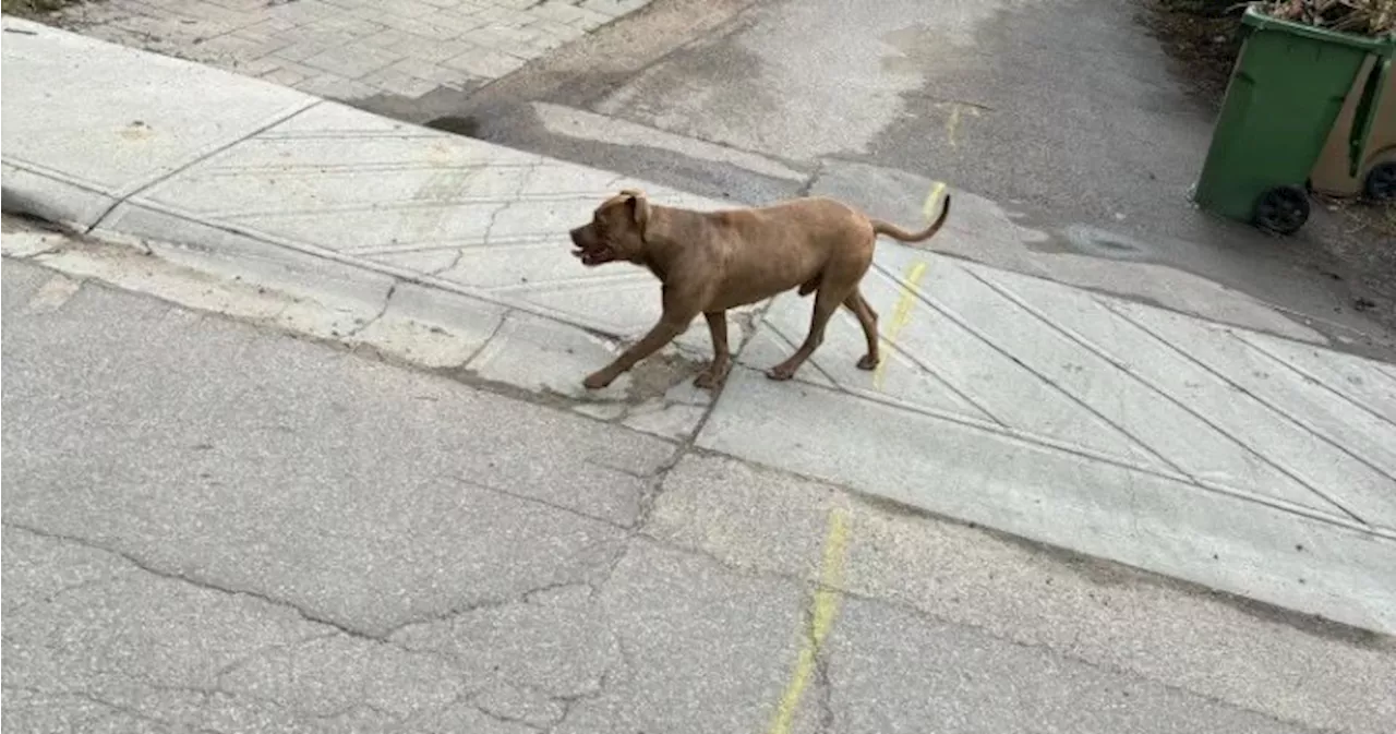 ‘Violent dogs’ attacking Regina’s Cathedral neighbourhood