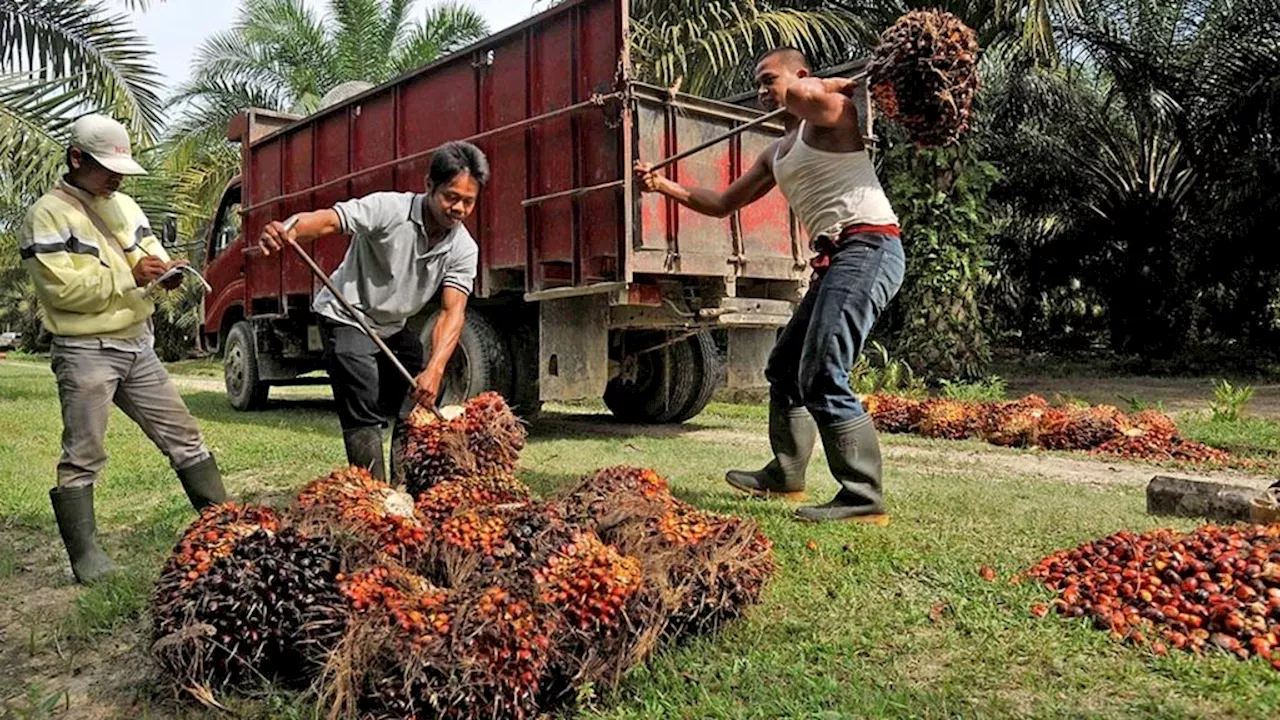 Agar Sawit Tak Redup seperti Komoditas Perkebunan Lainnya