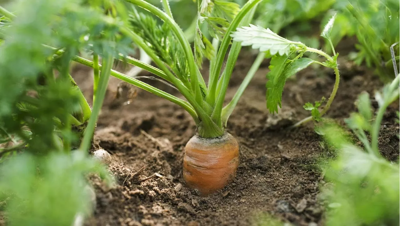 Cosa piantare nell'orto a settembre