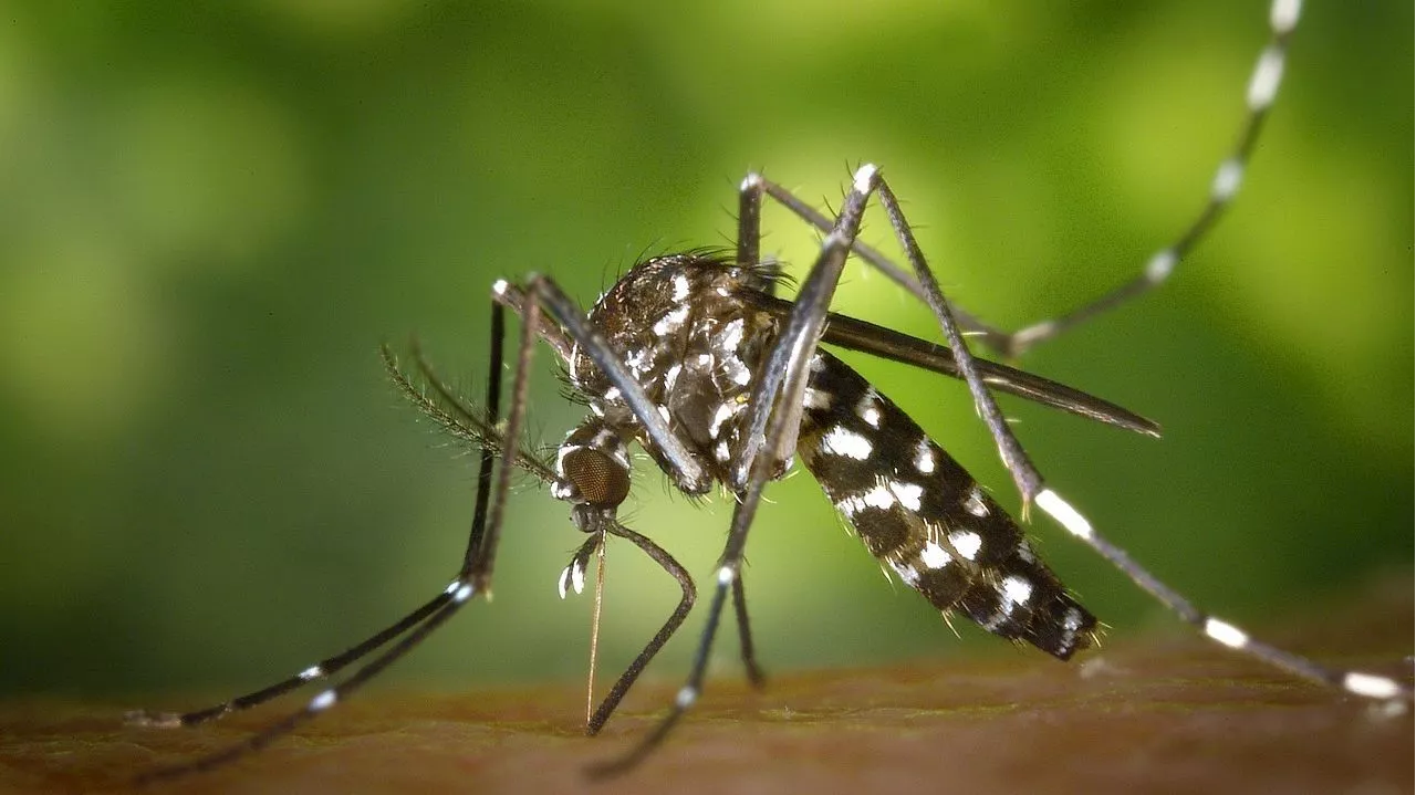 Muere en Navarra la mujer infectada con el virus del Nilo tras viajar a Utrera