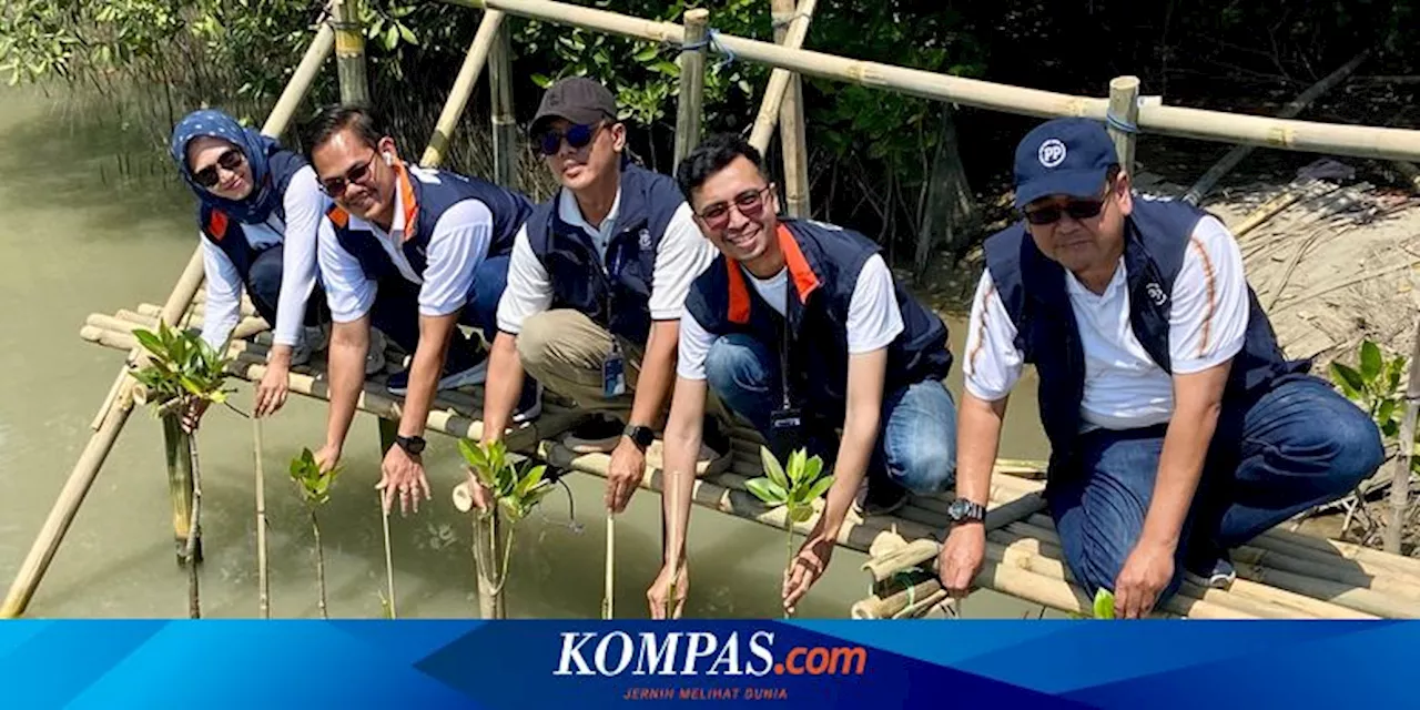 Perumnas-PP Tanam 70.000 Bibit Mangrove Seluas 3,5 Hektar di Demak