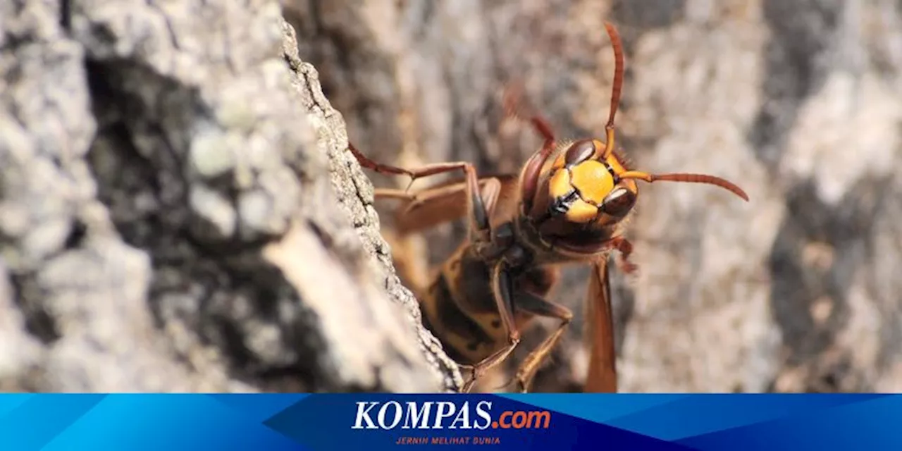 Pria Ini Disengat Gerombolan Lebah 240 Kali, Saking Sakitnya Sampai Alami Ini