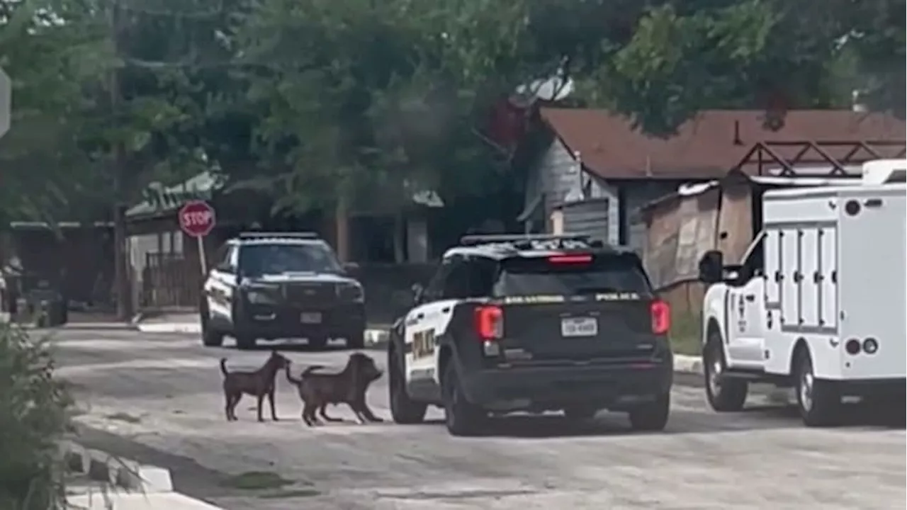 Pack of loose dogs attack woman, rip light off SAPD patrol vehicle on Southwest Side