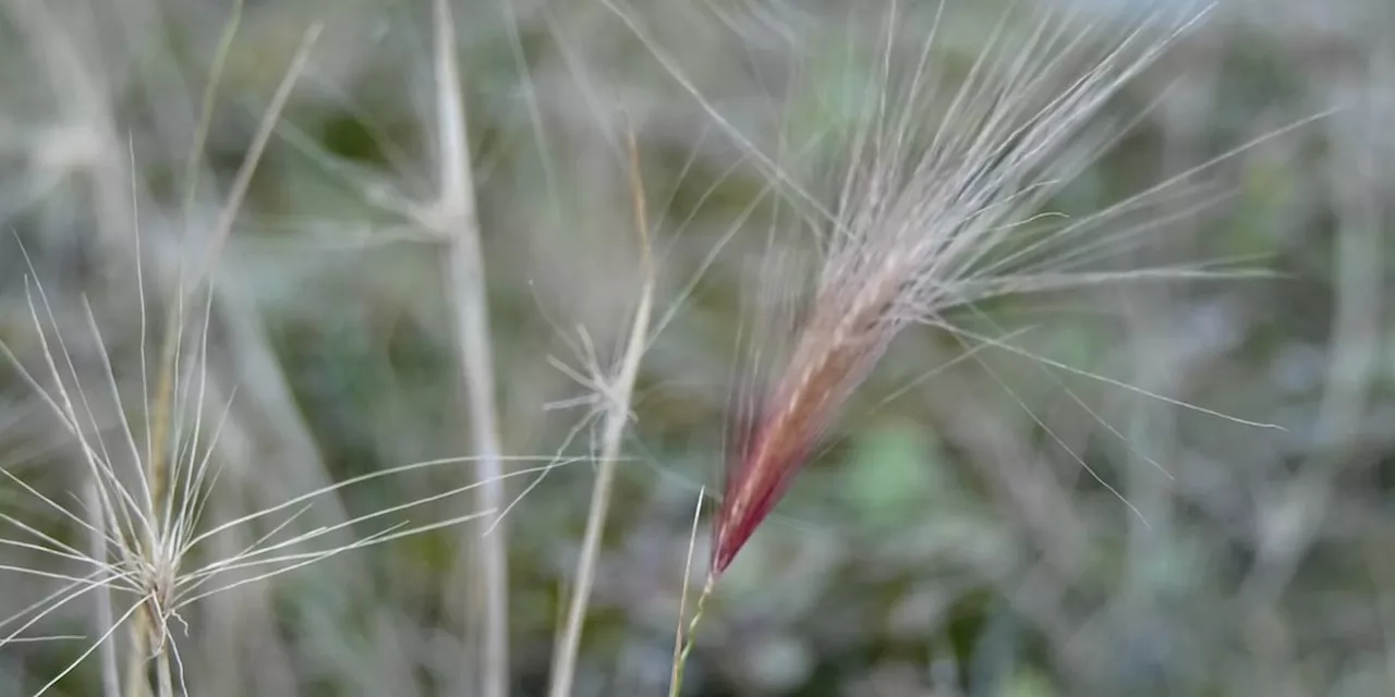 Foxtail barley’s autumn danger