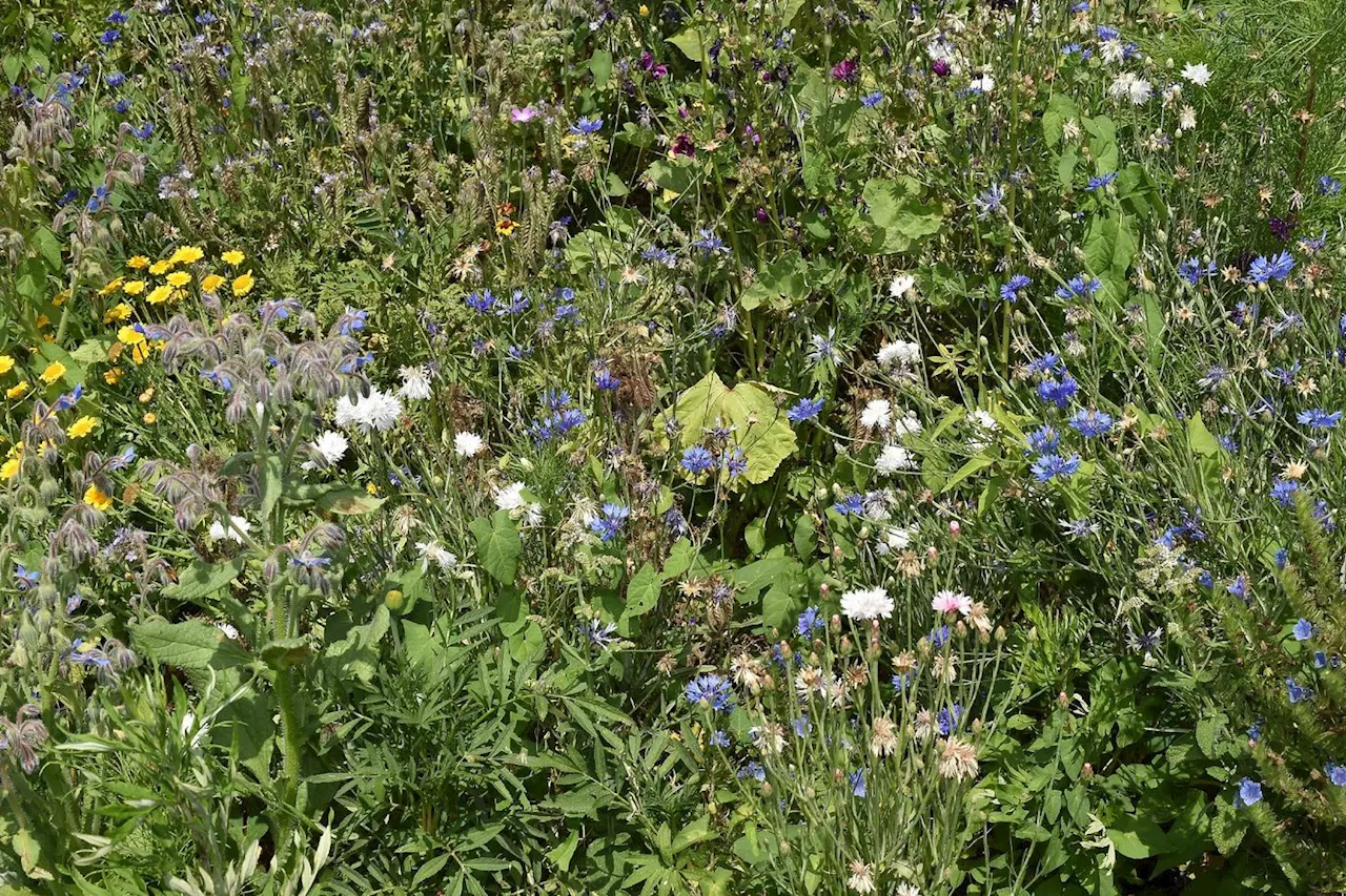 Pour préserver la biodiversité et face au changement climatique, à chacun de cultiver son jardin