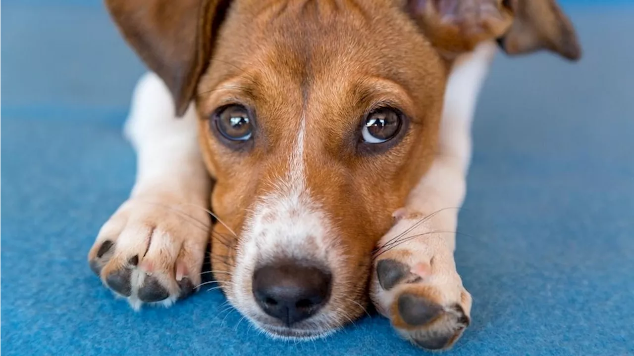 Why do dogs' paws smell like Fritos?