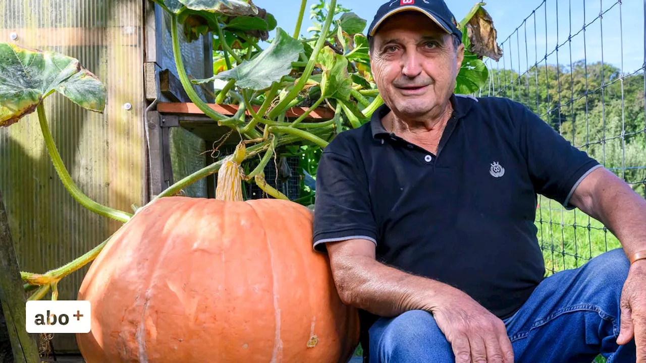 «Eine Wucht»: Im Garten von Anello Gullone in Starrkirch-Wil stellt ein Kürbis viele andere Gewächse in den Schatten