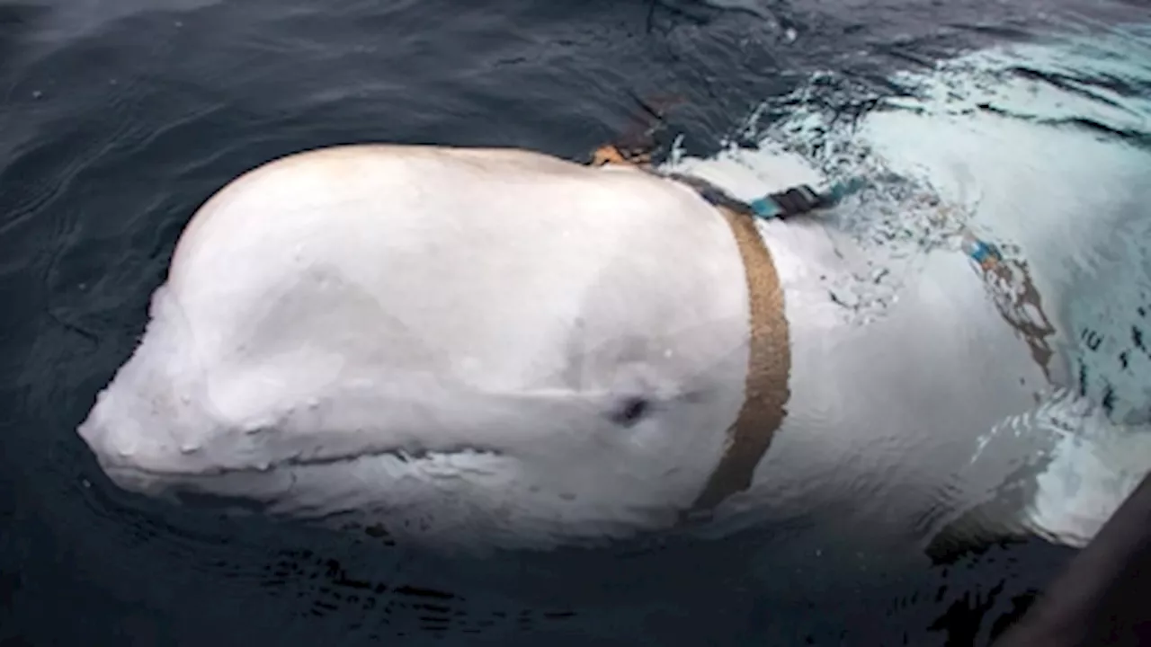 Beluga whale suspected of being ‘Russian spy’ shot dead, animal rights groups say as they demand probe