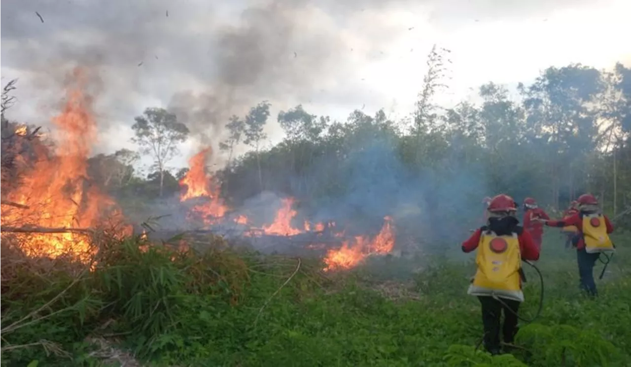 Kebakaran Lahan di Cirebon Meningkat selama Agustus