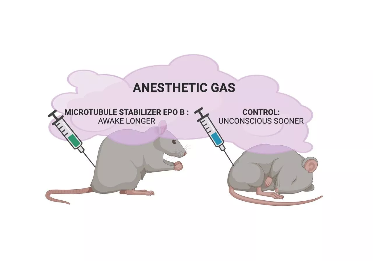 Anesthesia study unlocks clues about the nature of consciousness