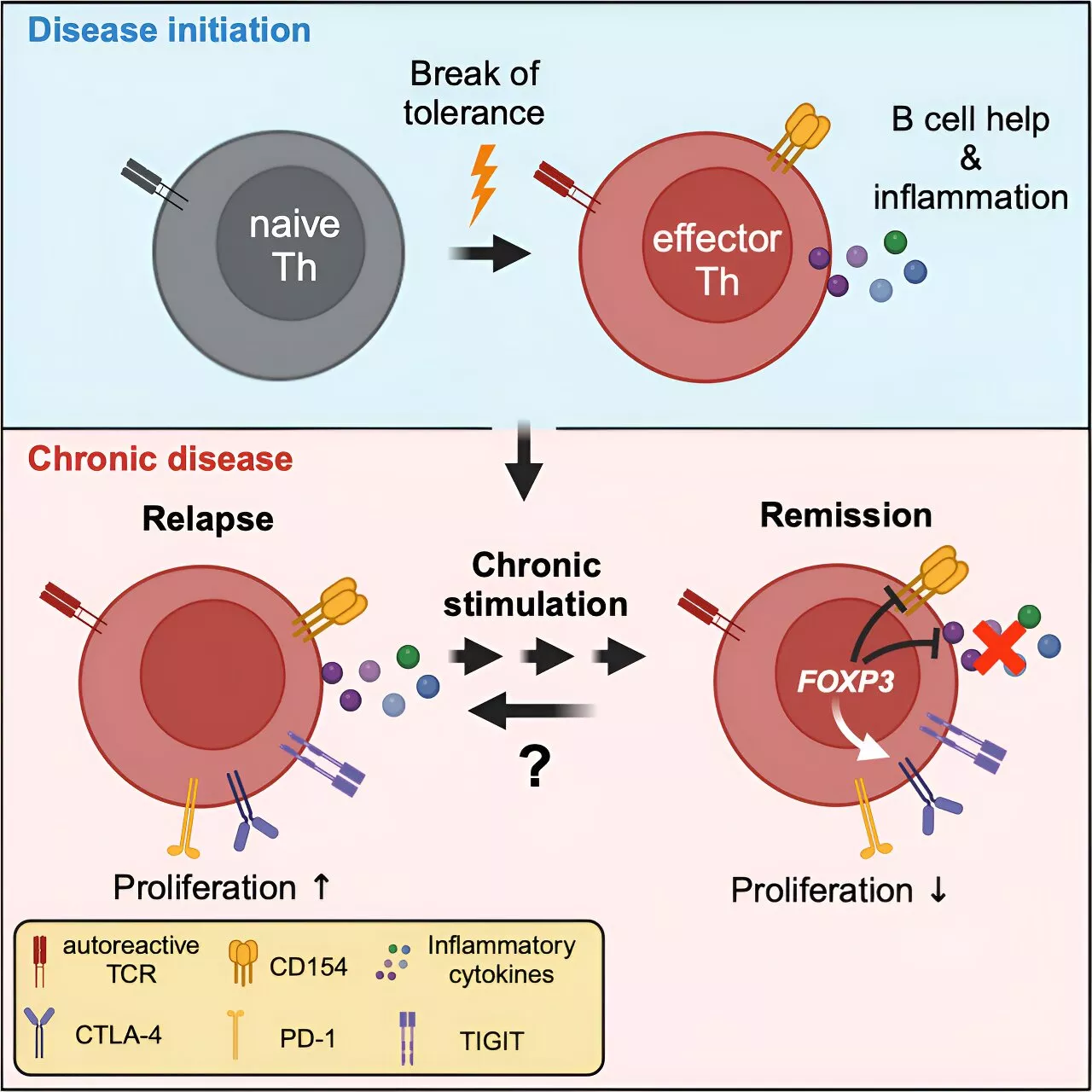 Autoimmune disease researchers find immune cells escape therapy due to 'exhausted' state