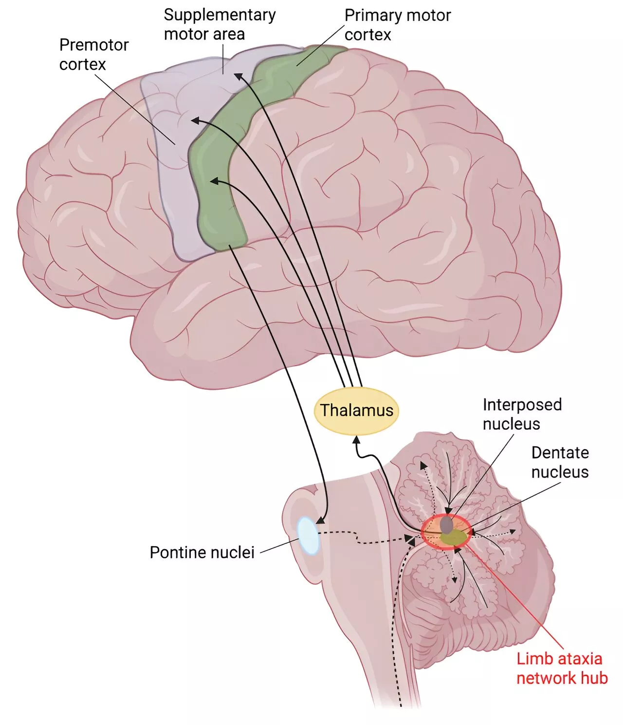 Researchers discover new insights into the neurobiological origins of ataxia