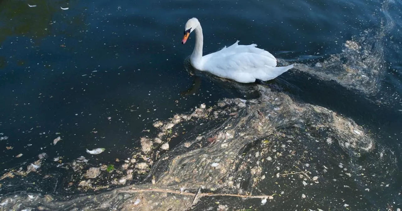 Water bosses could face prison time over sewage dumping under new law