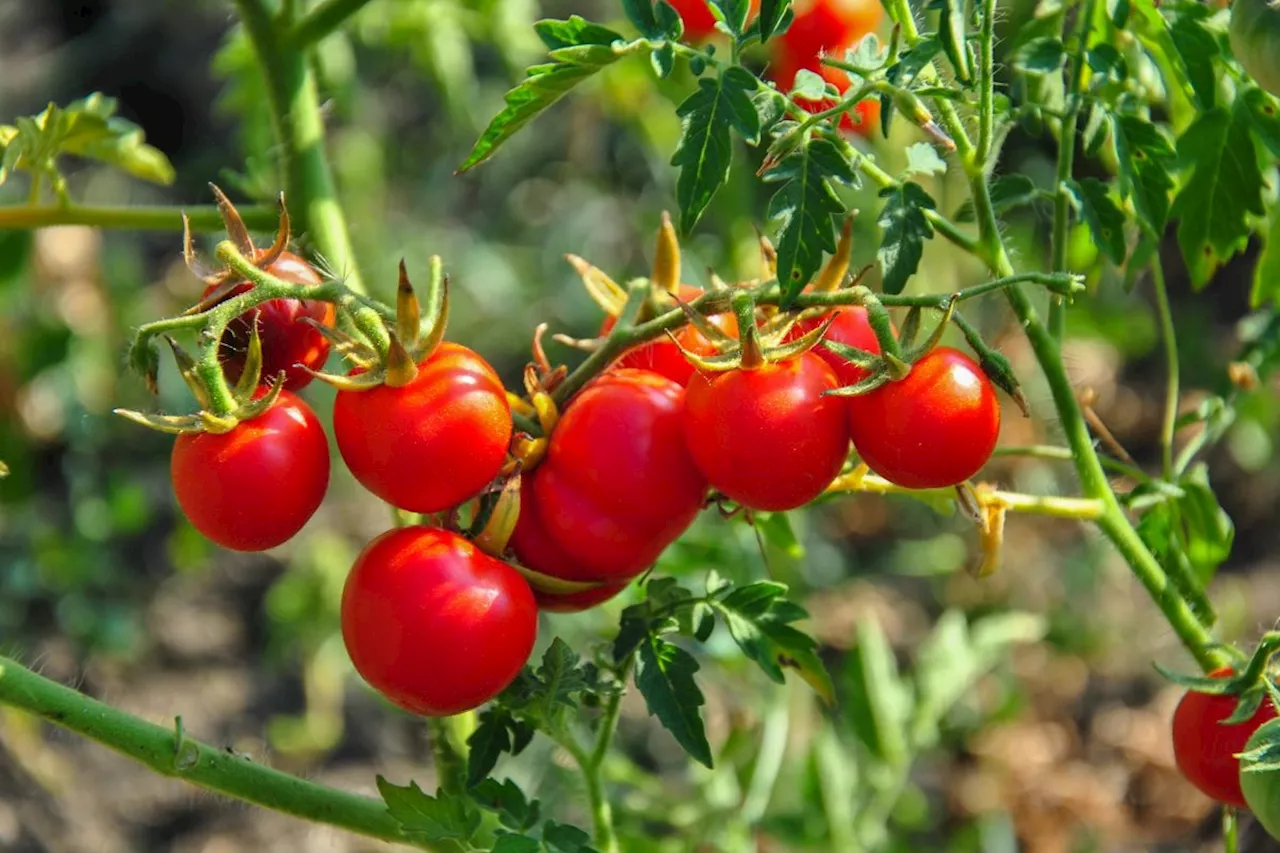 Clever hack to make your home-grown tomatoes taste even better