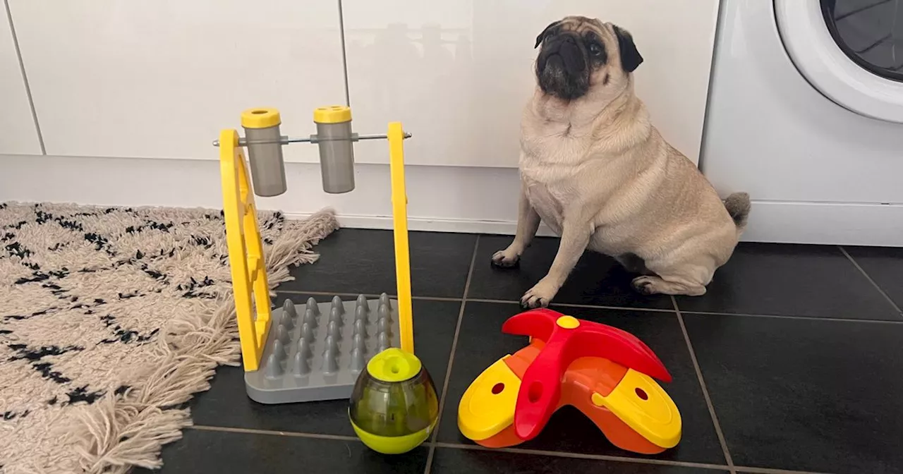 'I swear by these 3 dog puzzle toys under £15 for tiring my pup out'