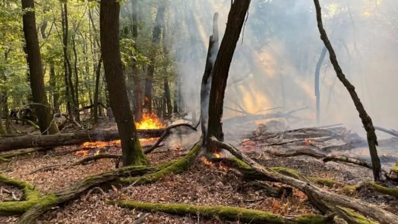 Waldbrand wütete im Leithagebirge