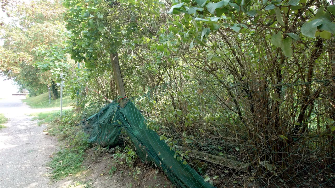 Würnitz: Gefahr durch Zaunsteher am Weg zum Kindergarten