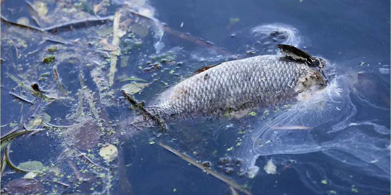 Fischsterben am Golf von Izmir - Minister sieht Katastrophe