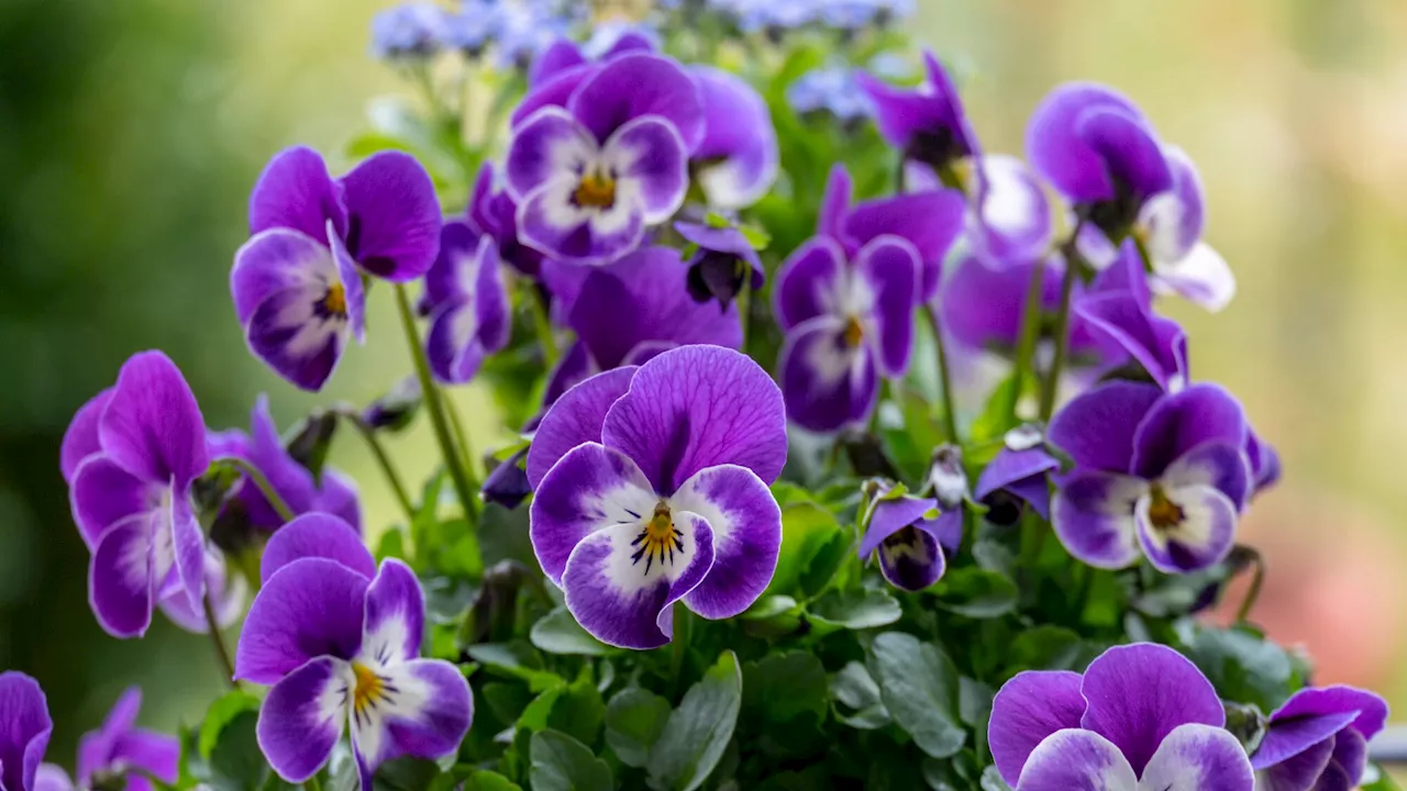 Pour profiter de cette fleur resplendissante au printemps, c'est maintenant que vous devez la planter dans votre jardin