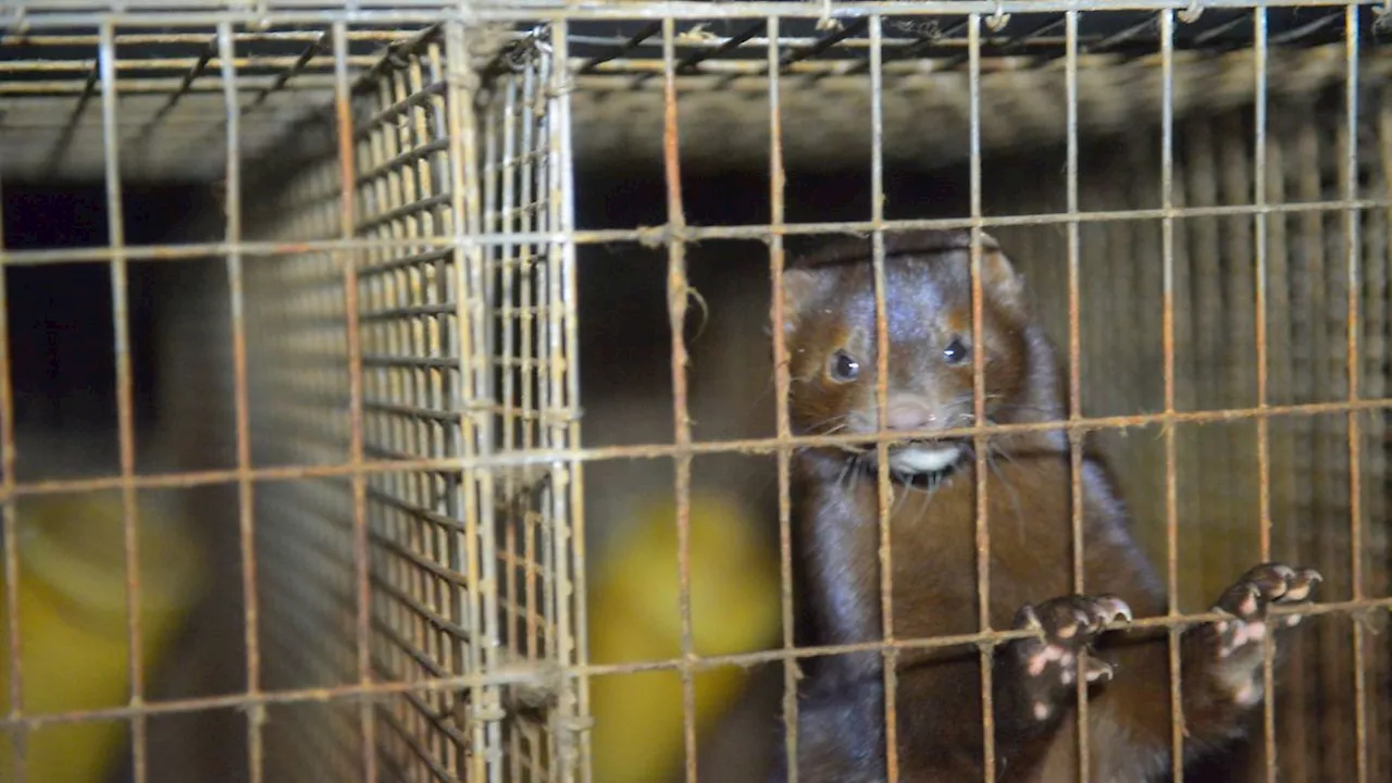 Forscher entdecken auf Pelzfarmen in China Dutzende möglicherweise für den Menschen gefährliche Virusstämme