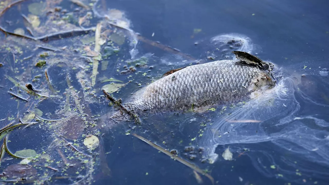 Mysteriöse Umweltkatastrophe: Hunderte tote Fische werden in Türkei an Küste geschwemmt