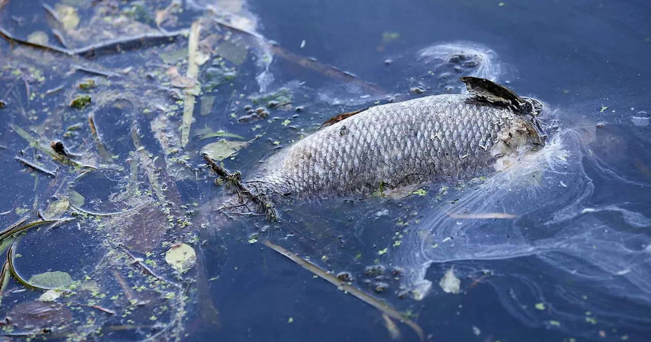 Fischsterben am Golf von Izmir - Minister sieht Katastrophe