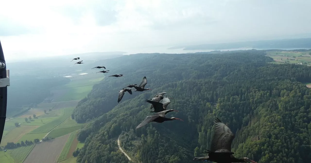 Junge Waldrappe fliegen begleitet von Menschen nach Süden