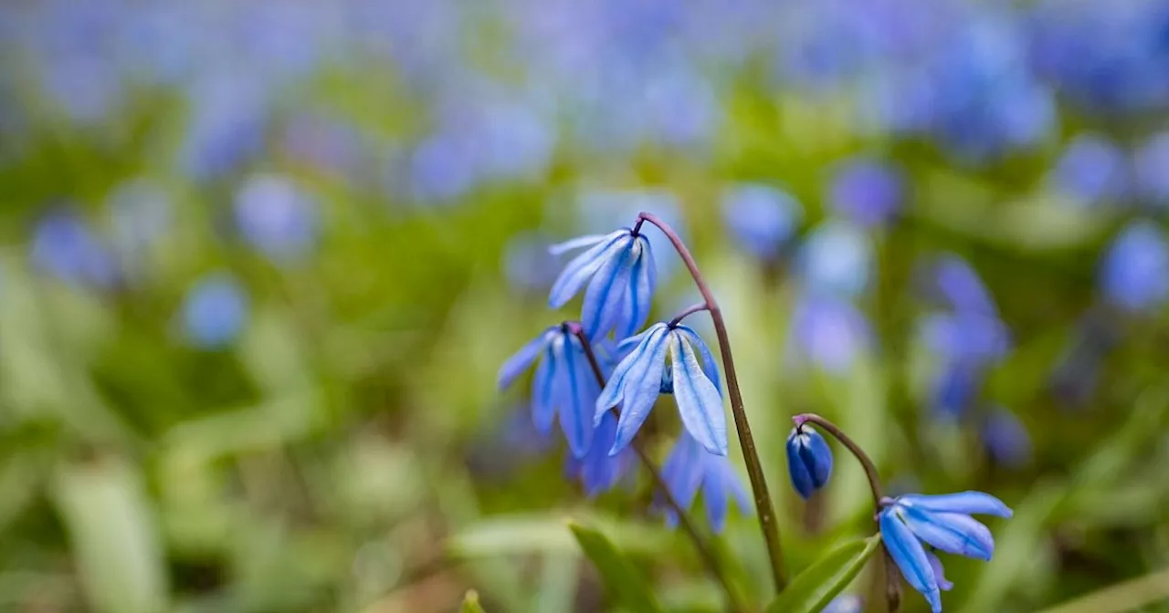 Verwildernde Zwiebeln verzaubern im Frühjahr den Garten