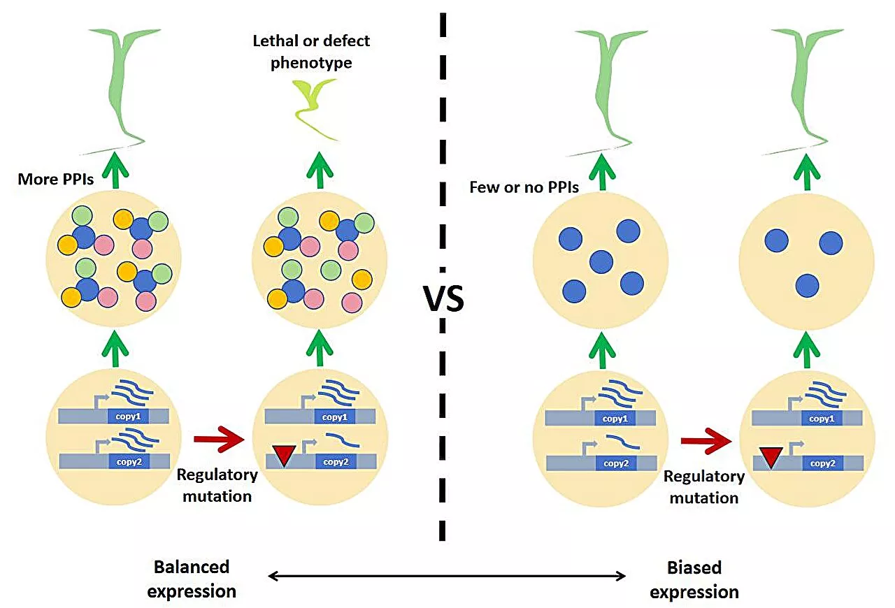 Angiosperms study provides insights into genome evolution after whole-genome duplications