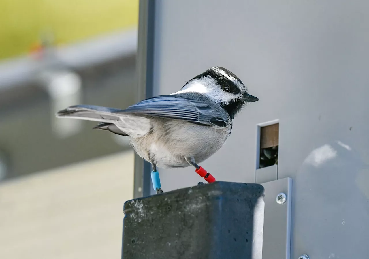 Chickadee research finds cognitive skills impact lifespan