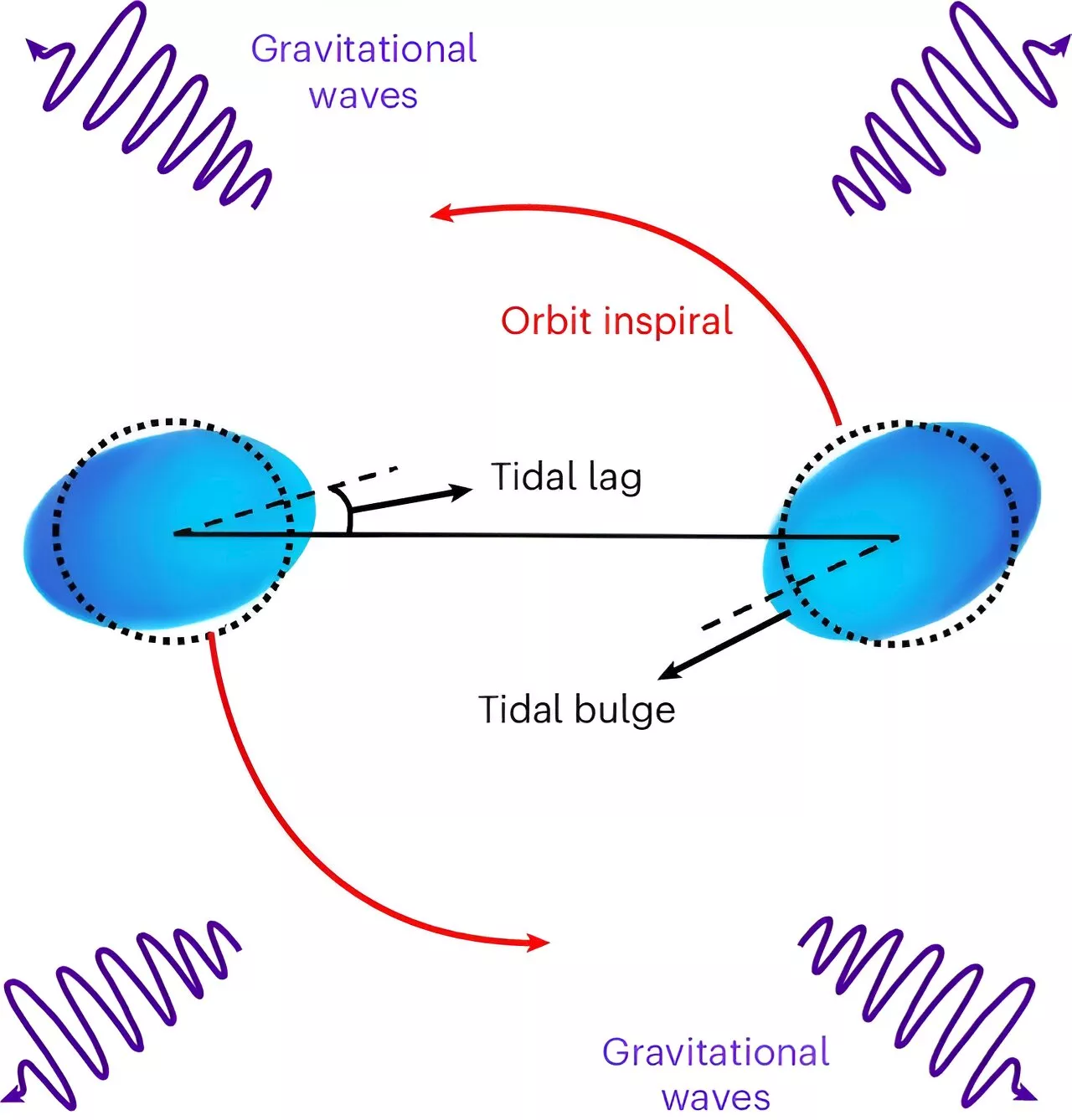 Gravitational waves unveil previously unseen properties of neutron stars