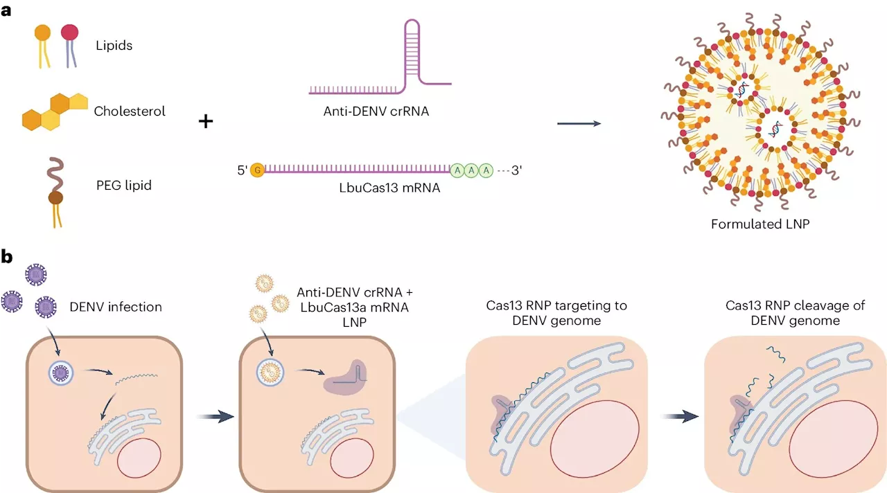 New mRNA and gene editing tools offer hope for dengue virus treatment