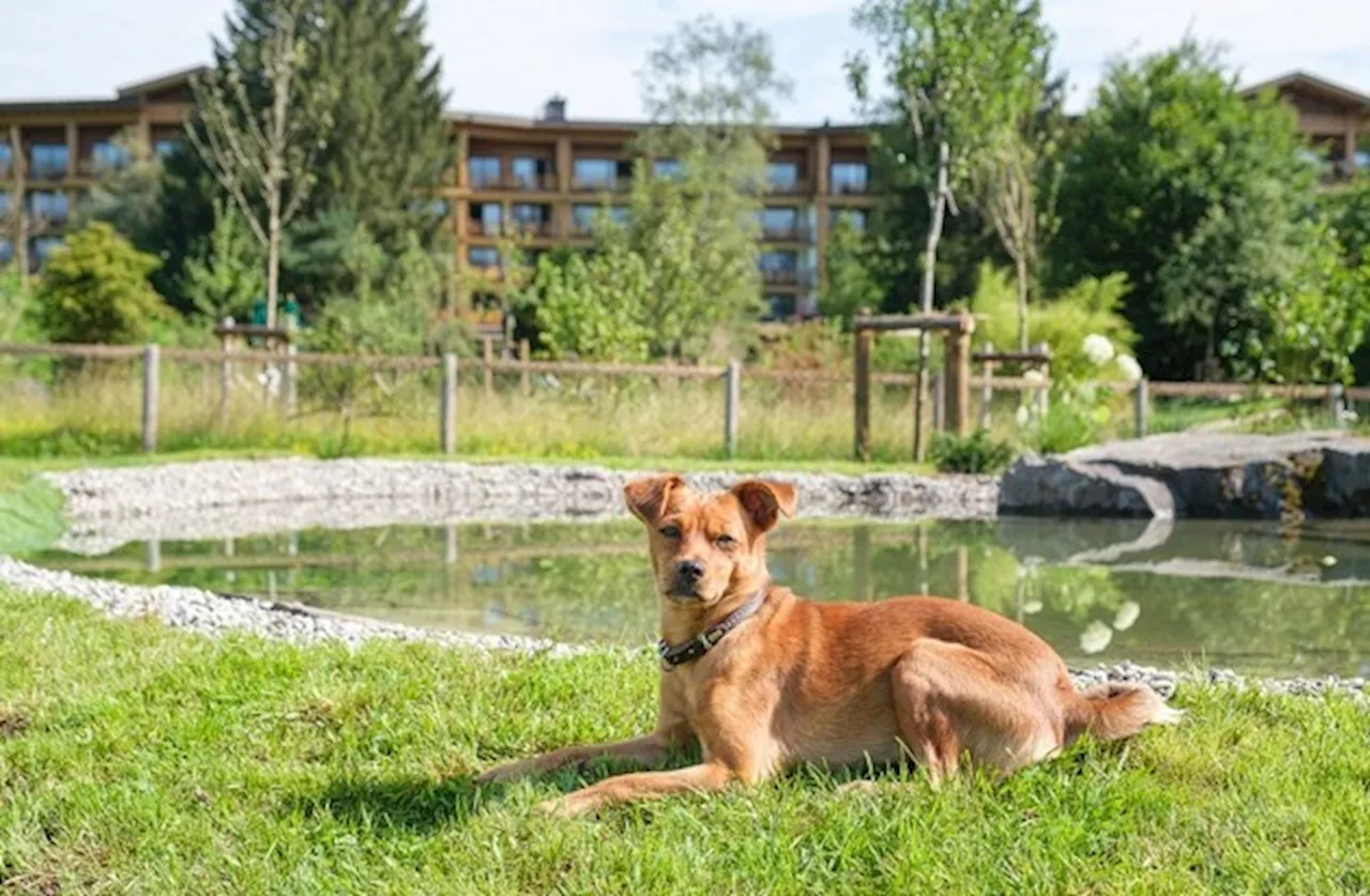 Mit dem Vierbeiner aufs Grün und ins Zimmer: Im Sonnenalp Resort schlagen Hundeherzen schöner